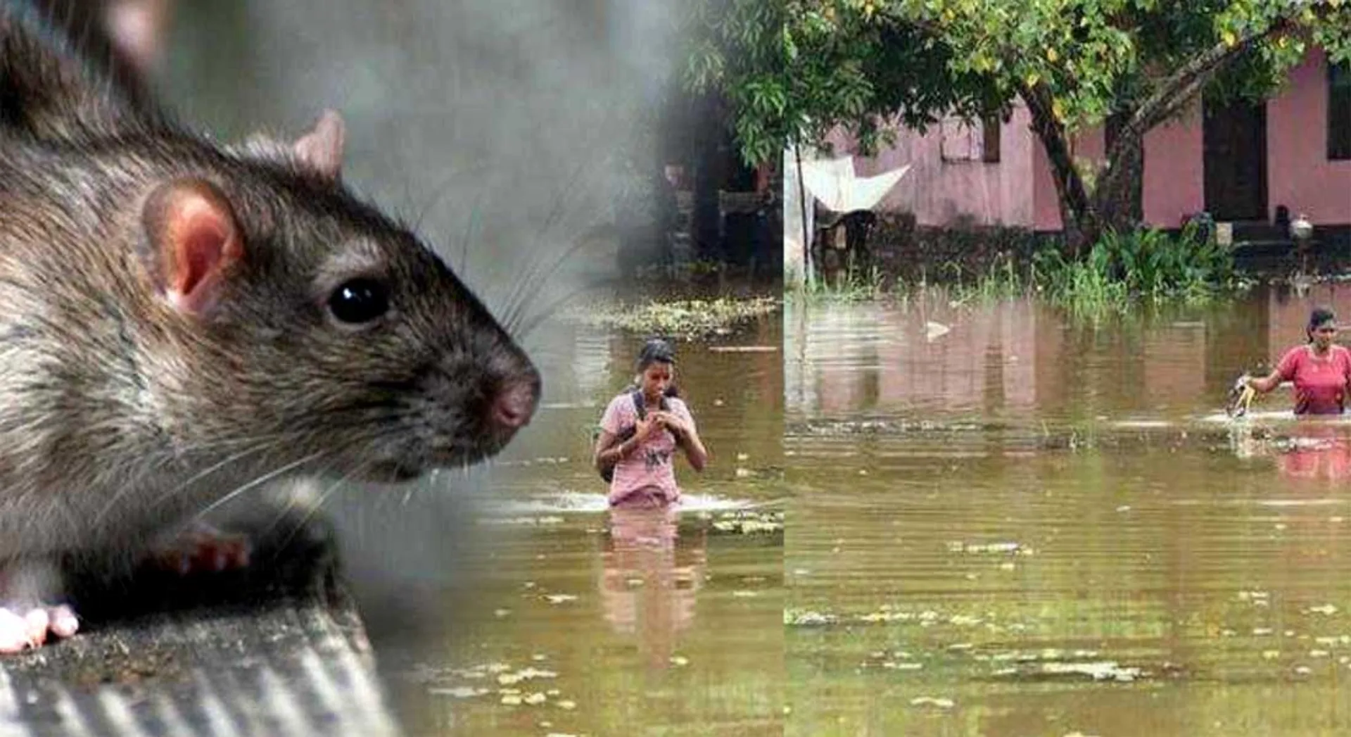 kerala