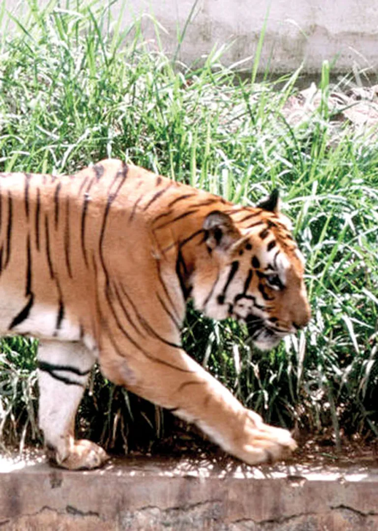 thinai katchery
