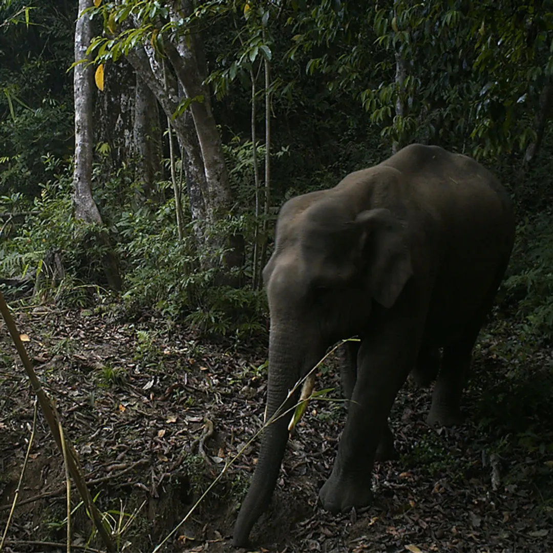 elephant 