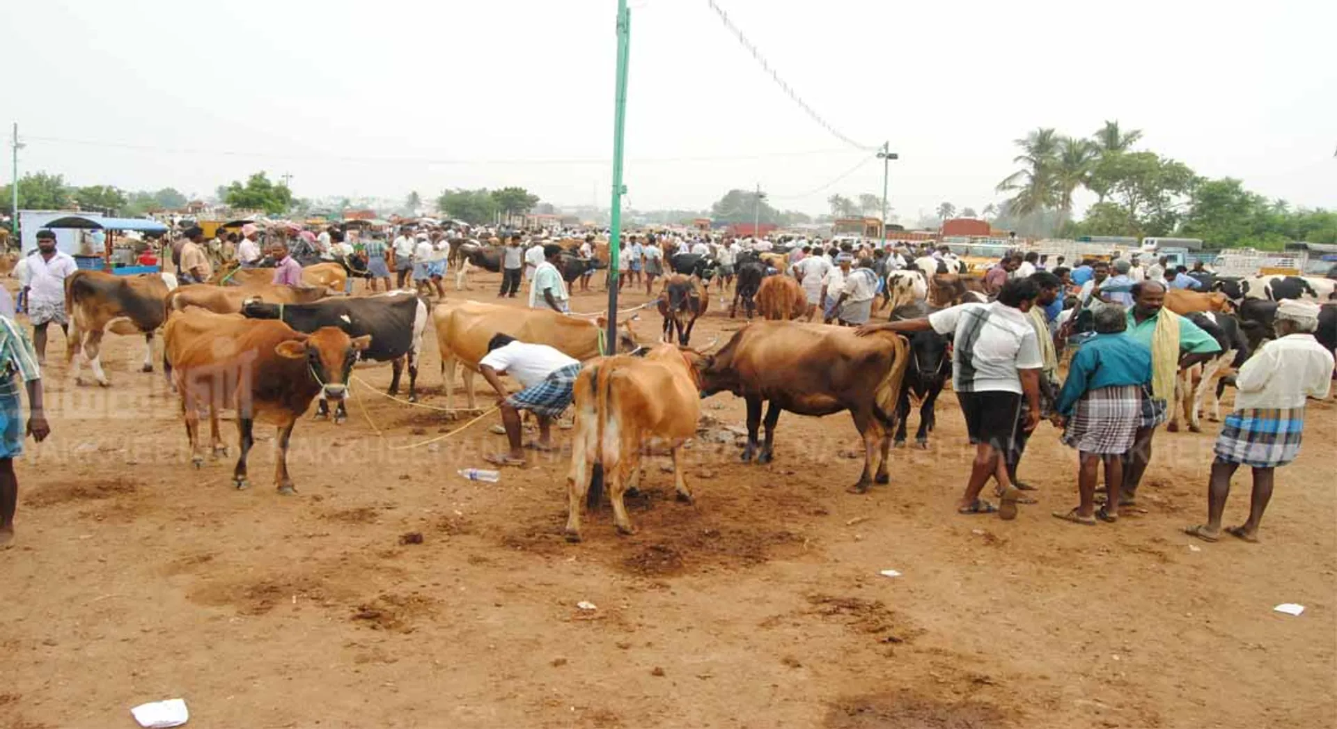 cow mARKET 