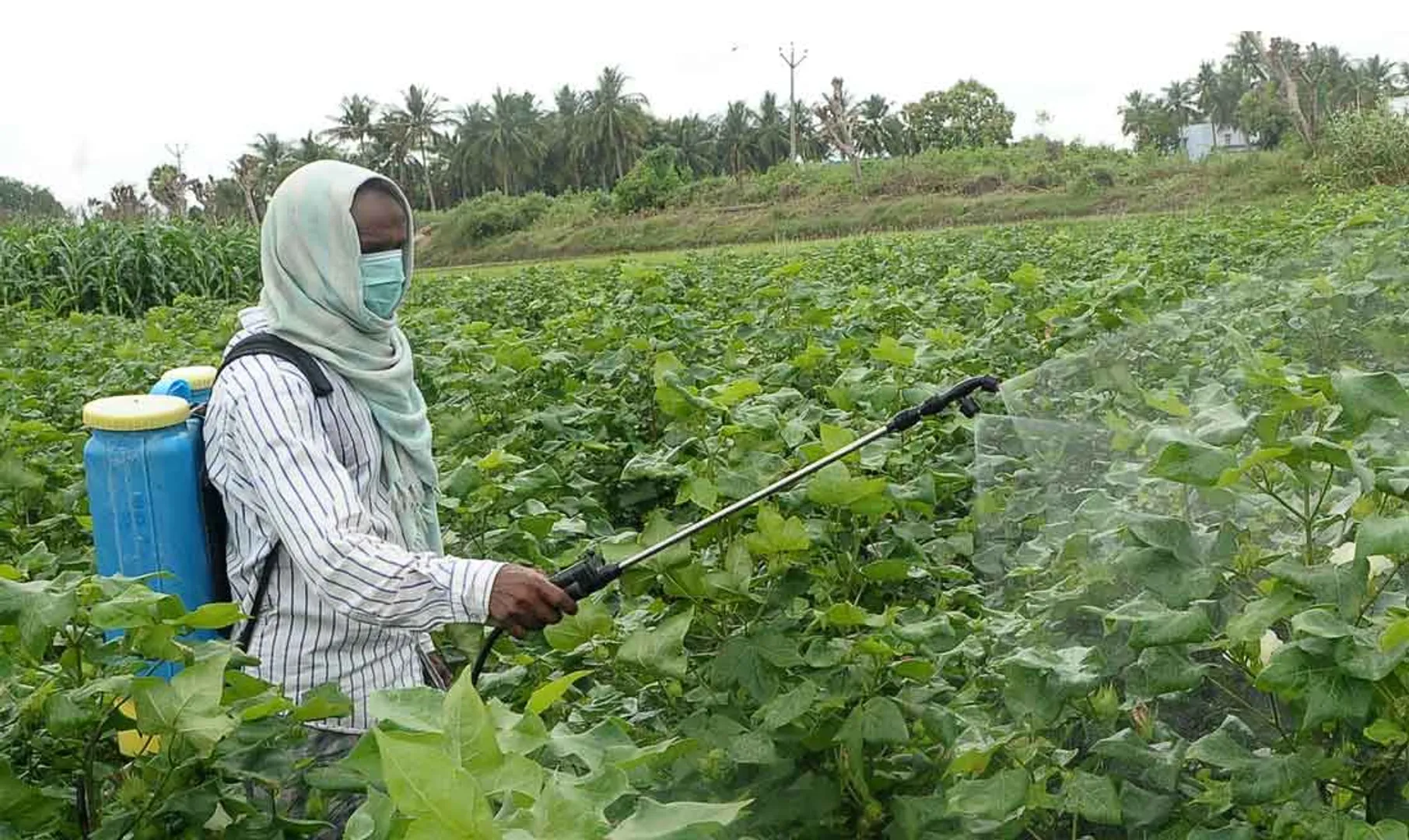 pesticides