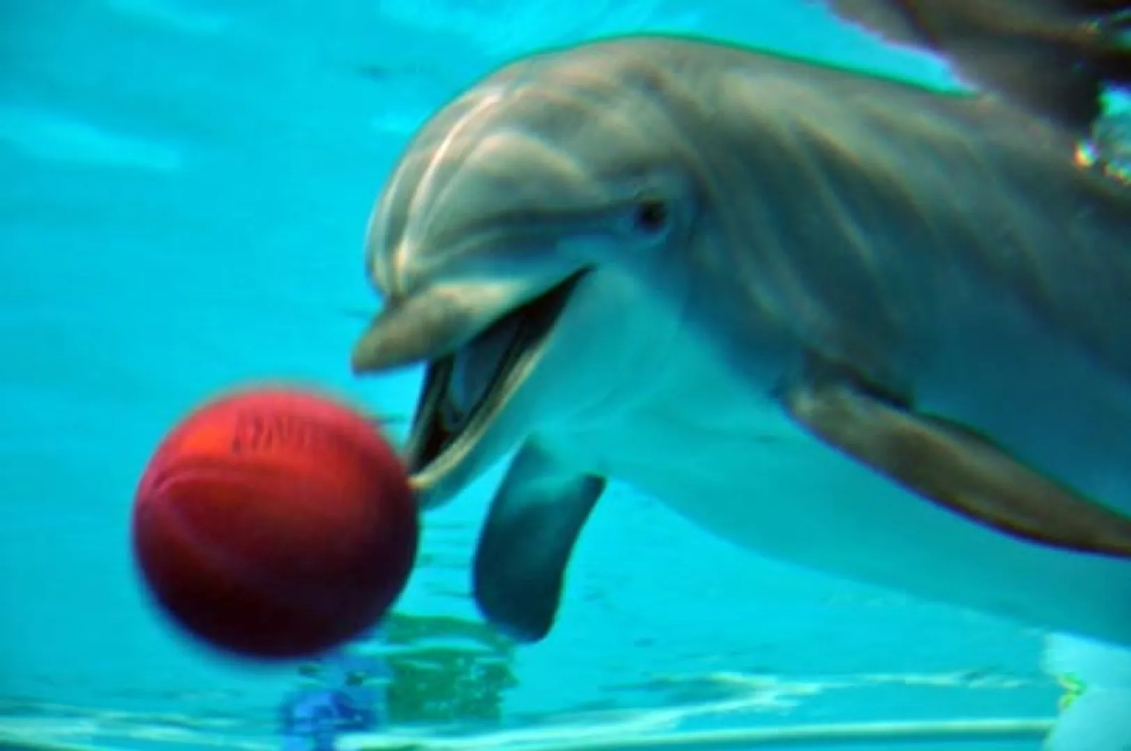 dolphin