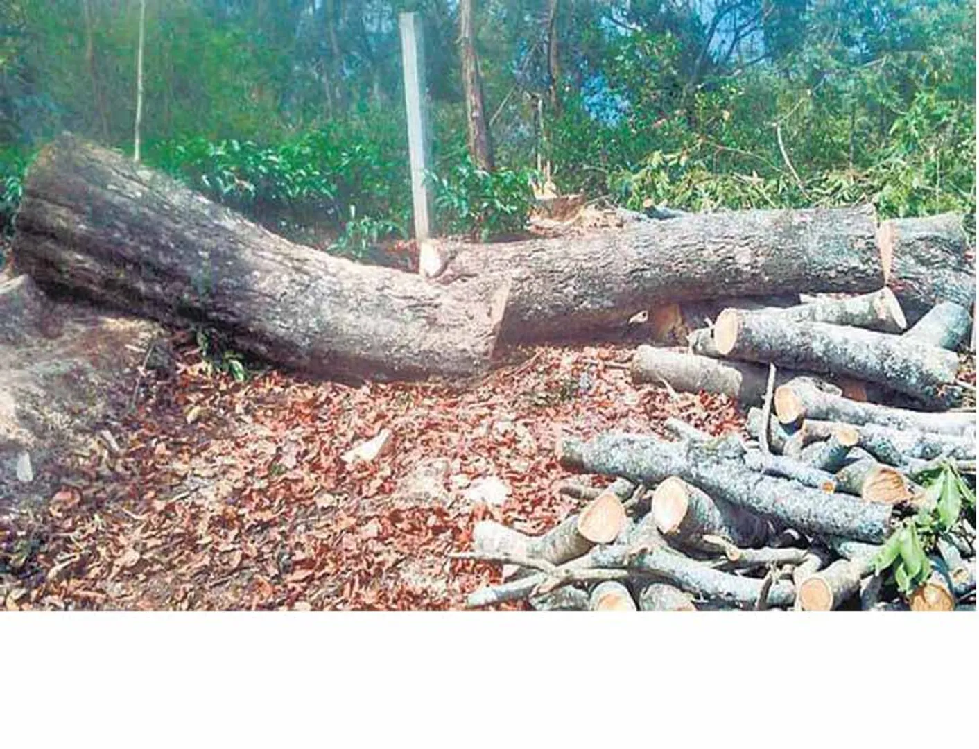 Cut trees robbery