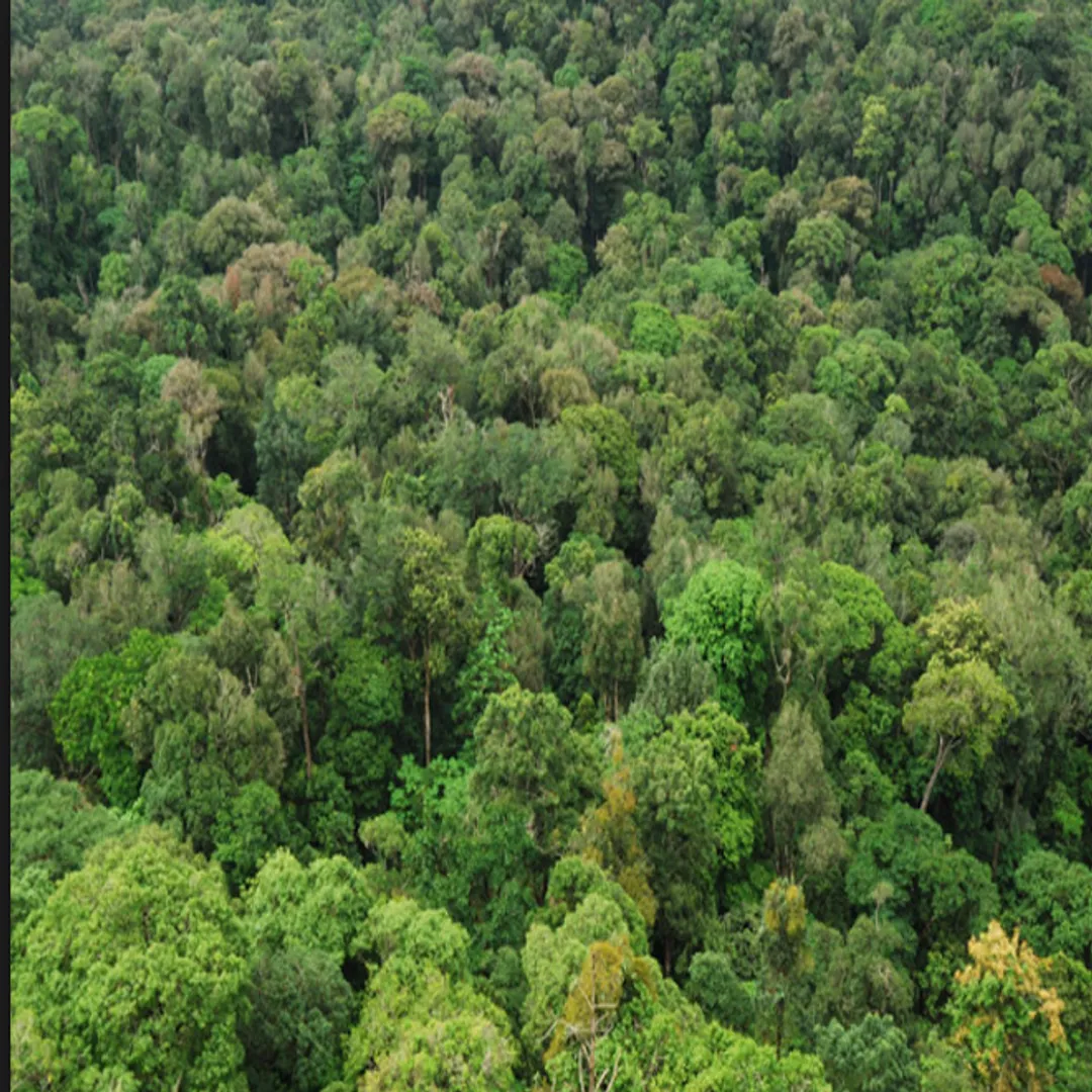 forest 