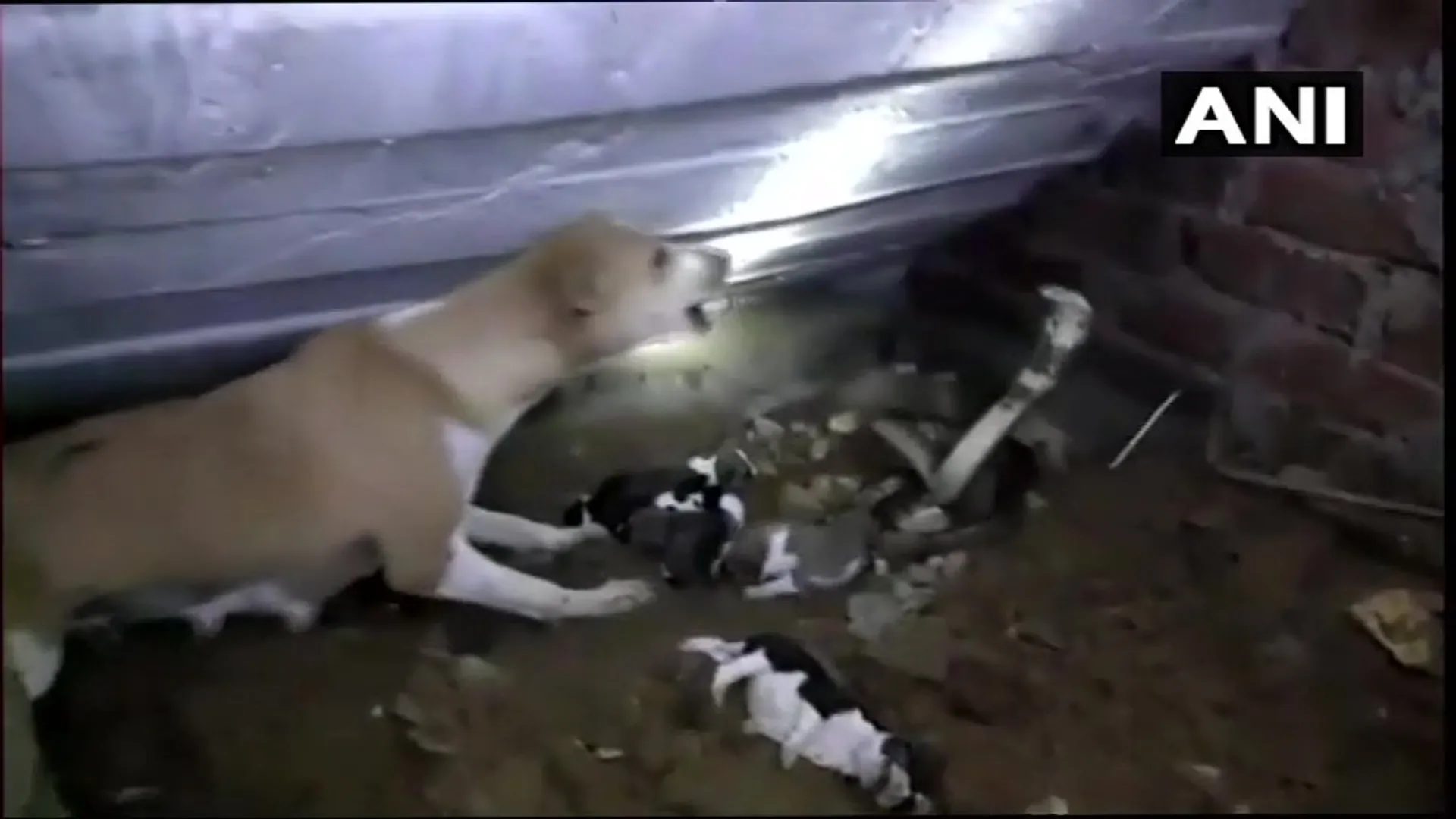 dog