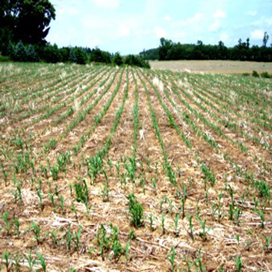 Give water to save the crop