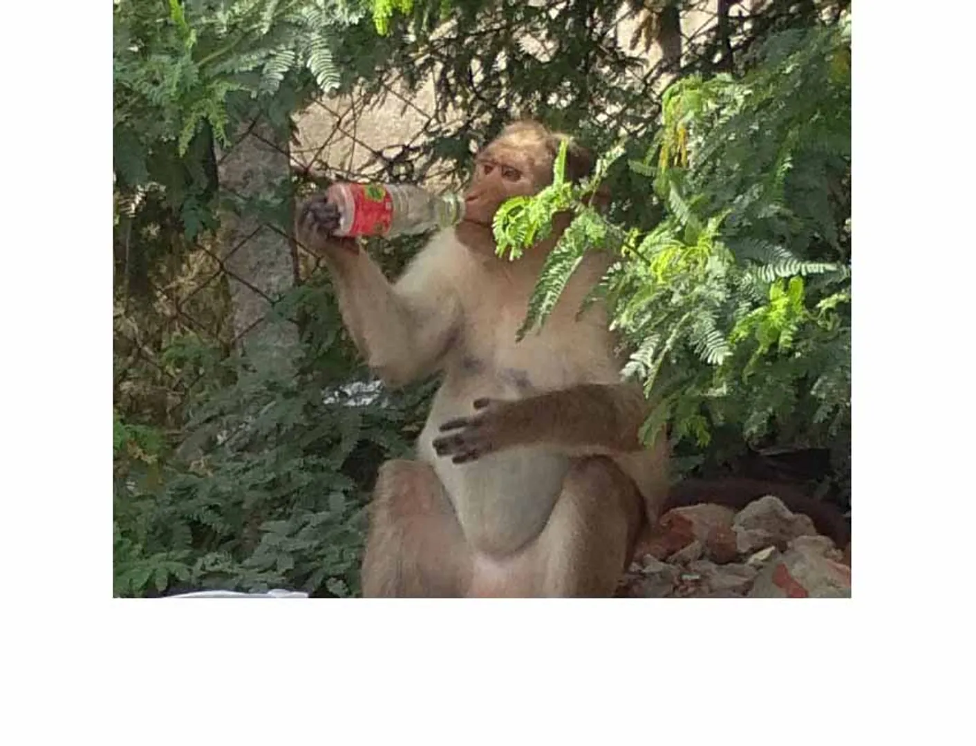 The risk of monkeys by packet food