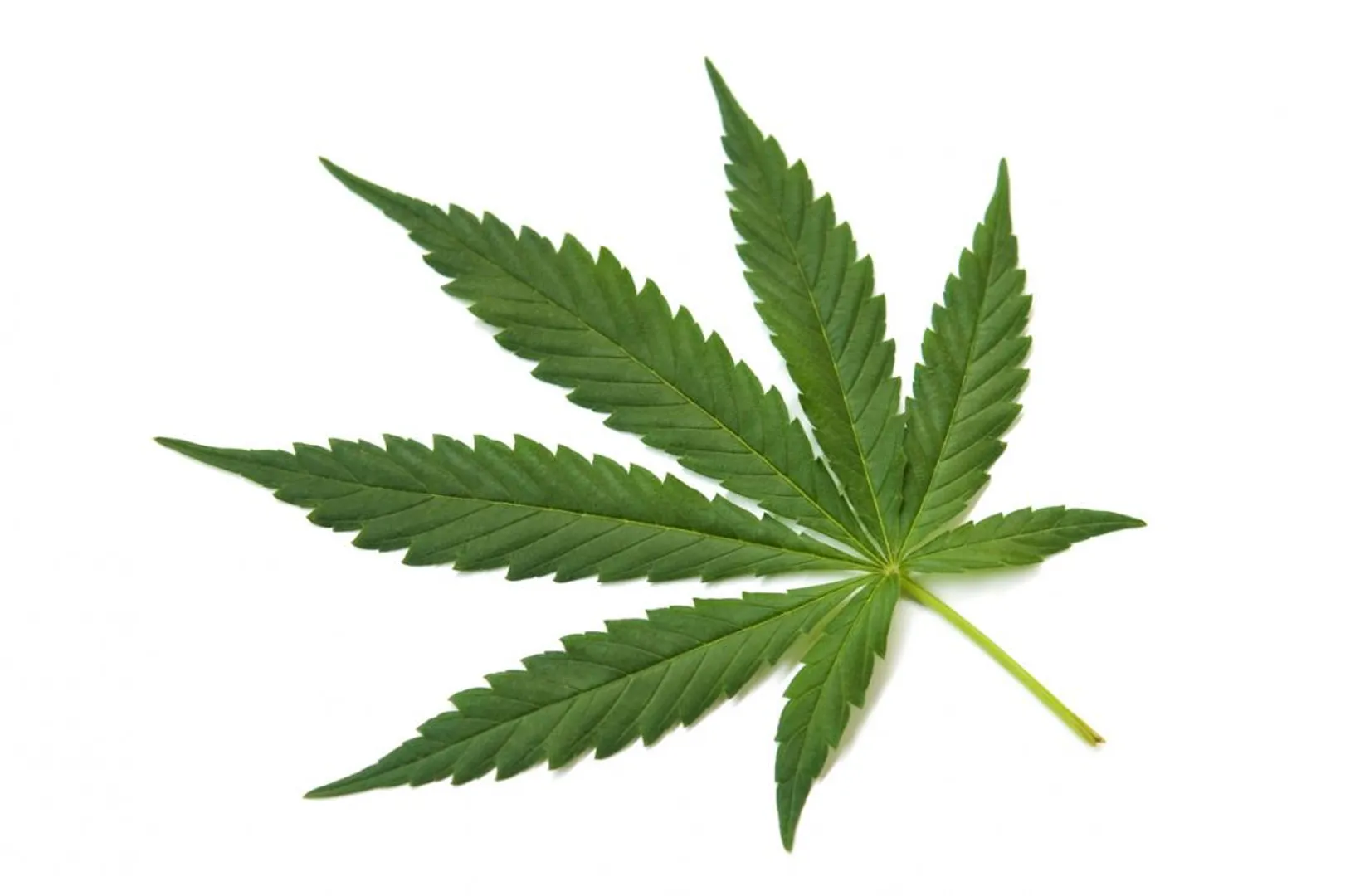 marijauna