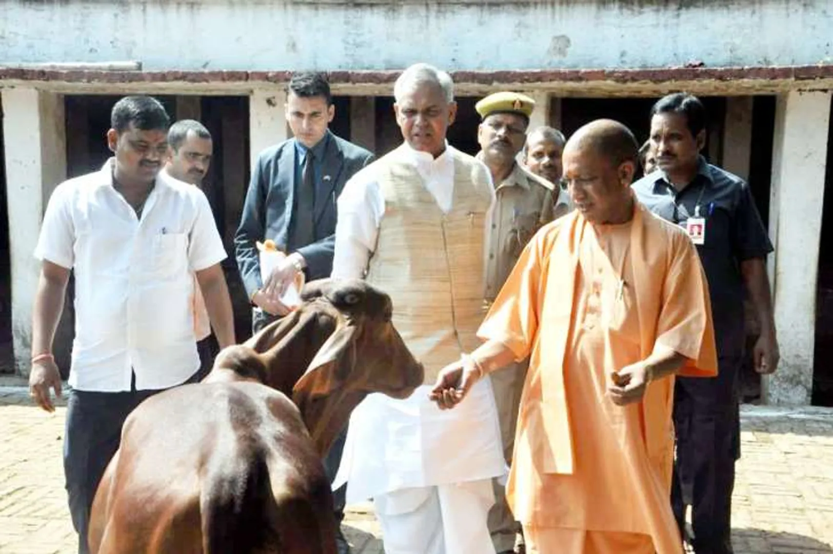 cow