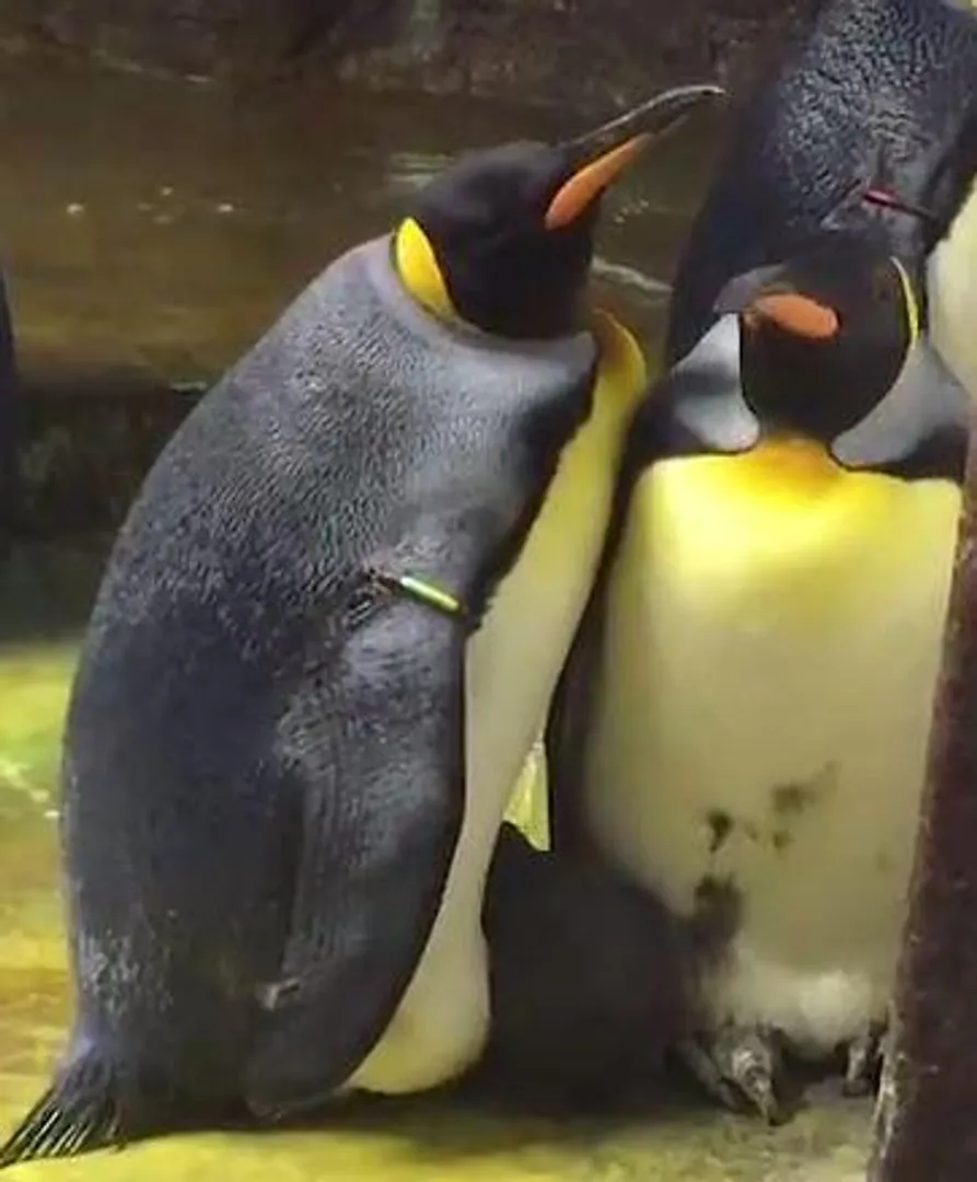 penguins