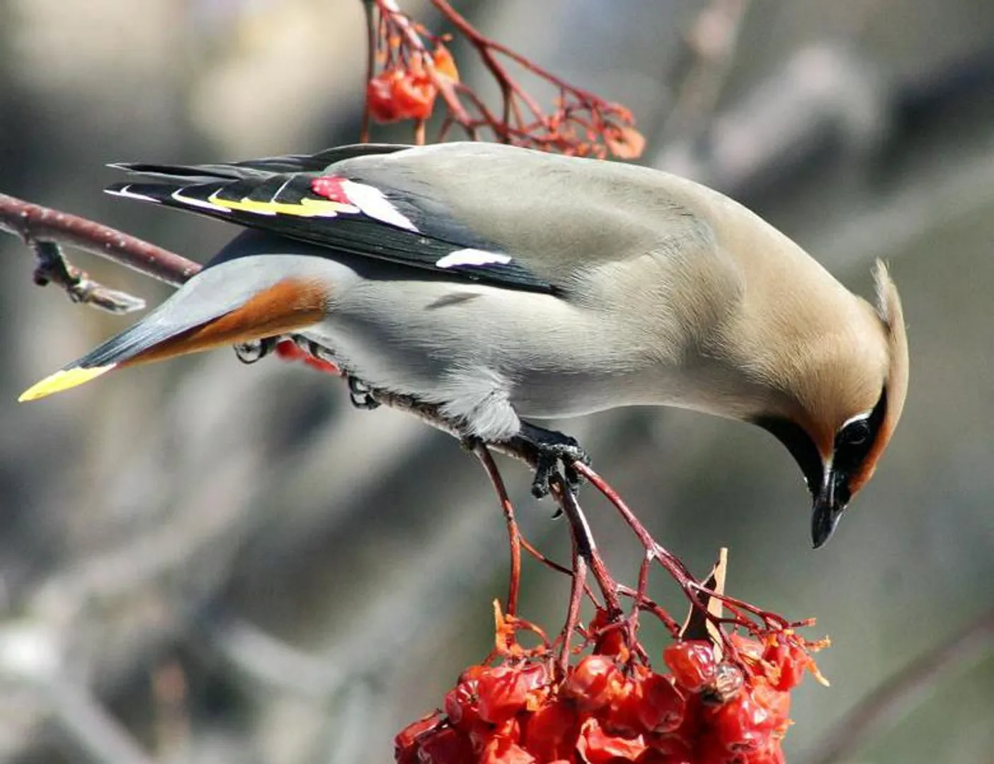 birds