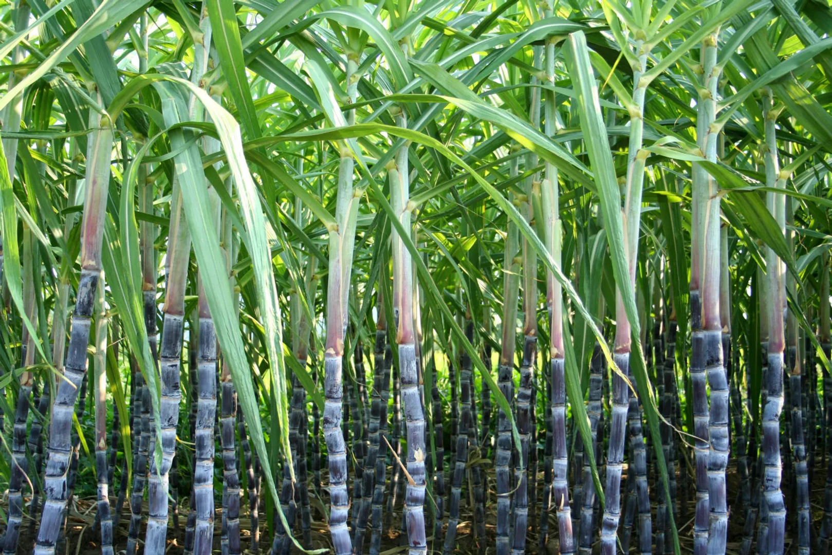 sugarcane