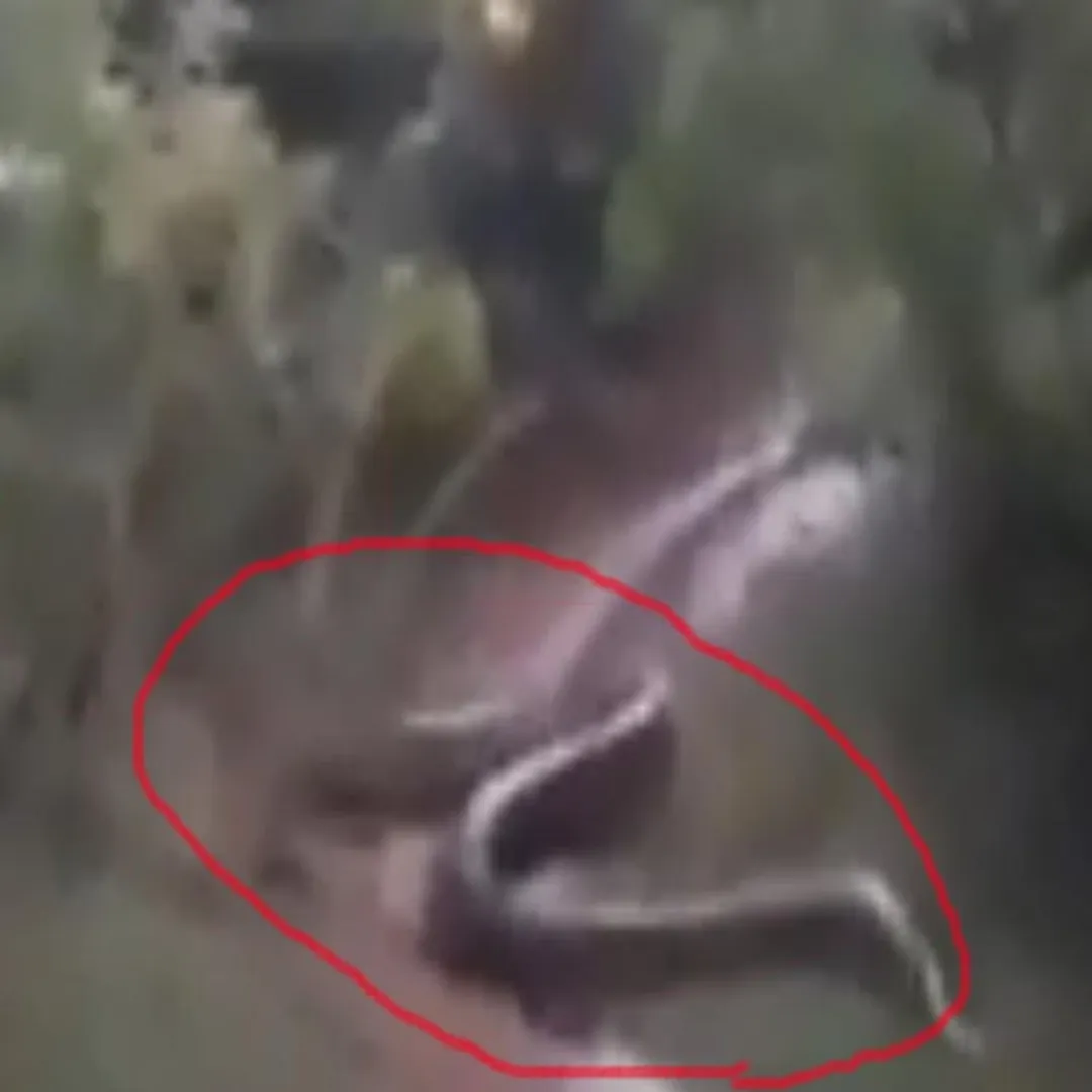  Anacondas in the forest of Nellai Kadayanallur