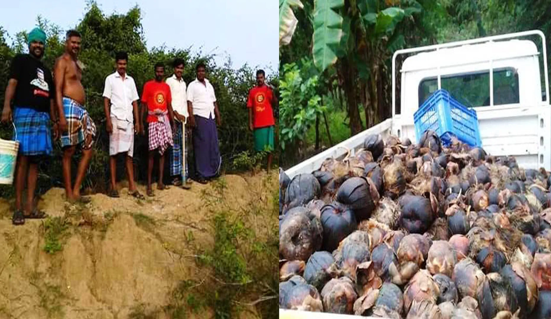 5 thousand palm seeds and 50 royal seeds are planted by naam tamilar in the river banks 