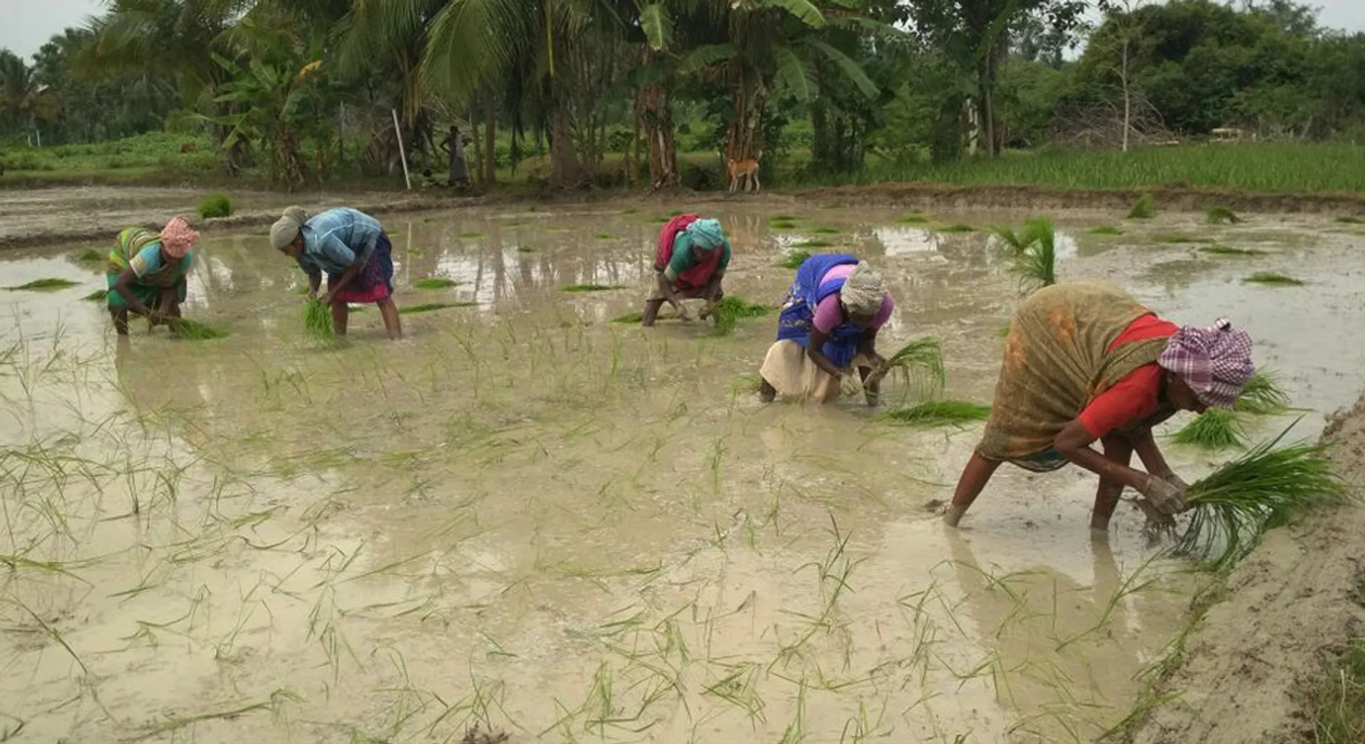 agri 