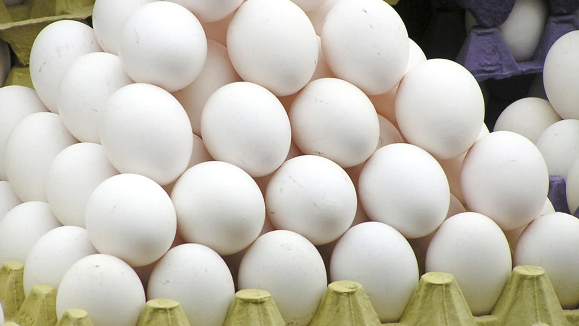 egg