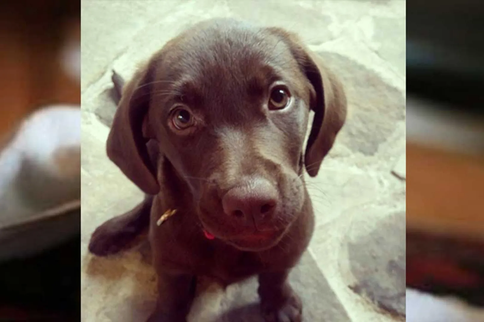 labrador