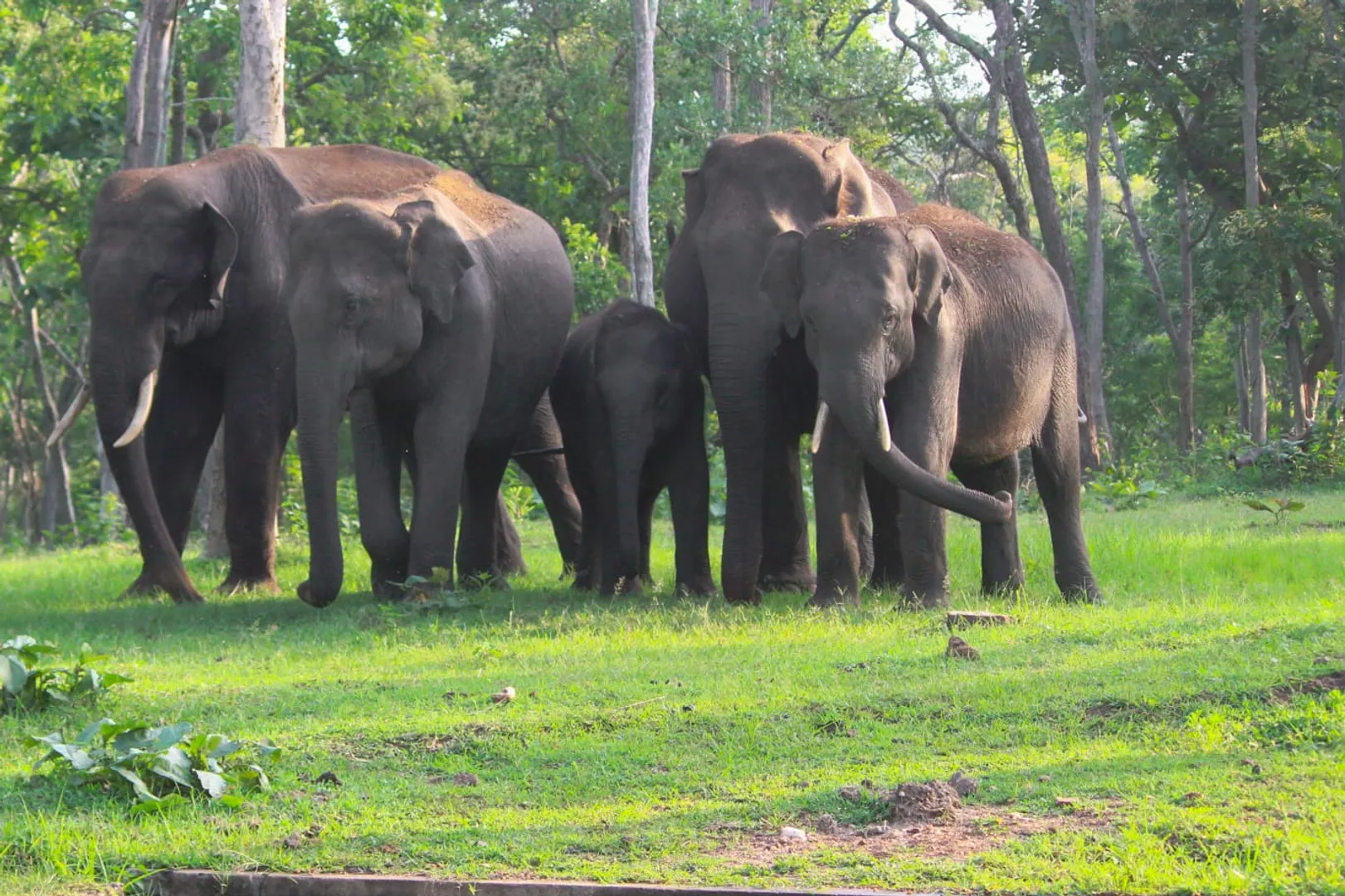 elephant