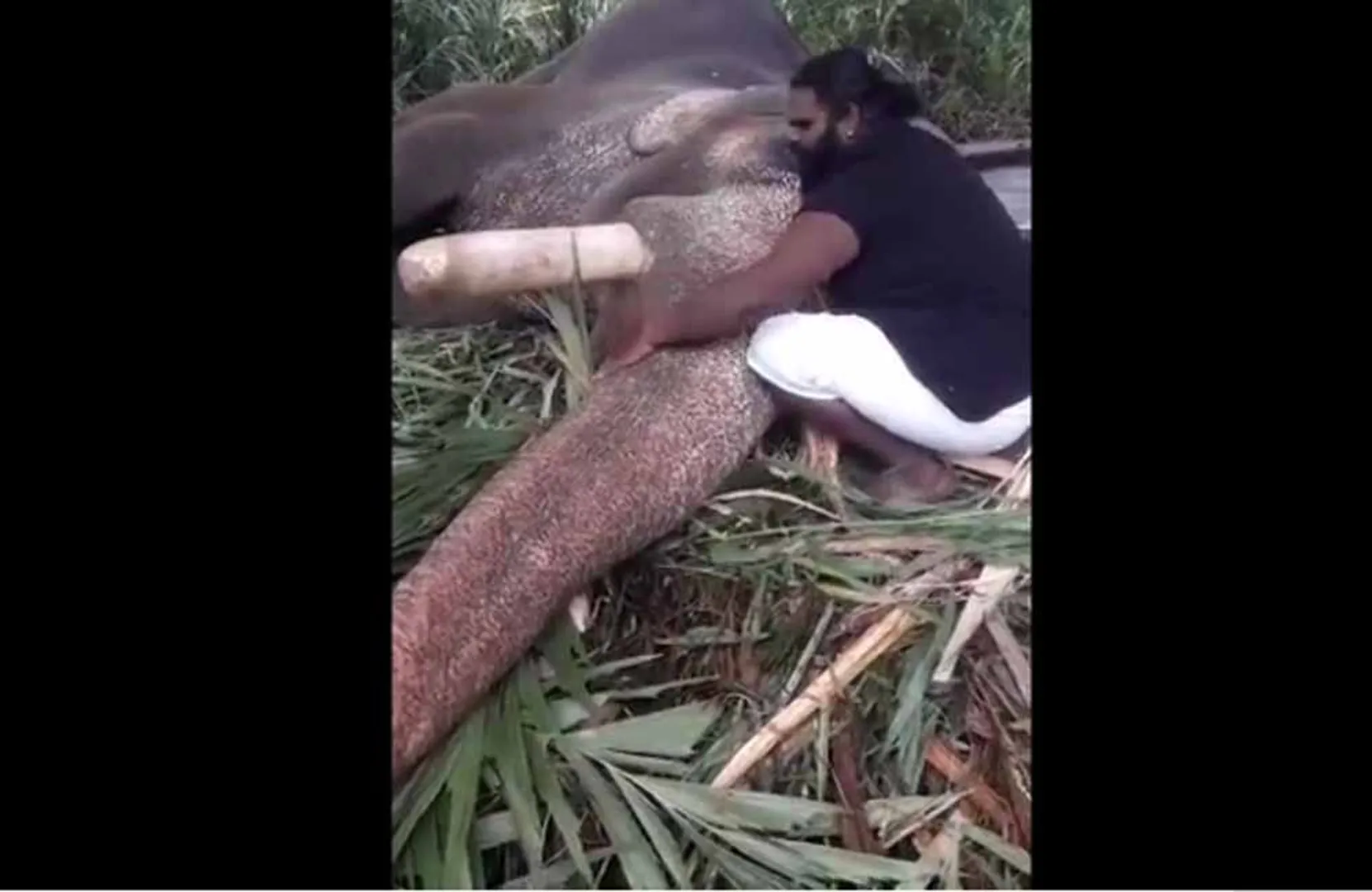 elephant sleeps listening Ilayaraja song