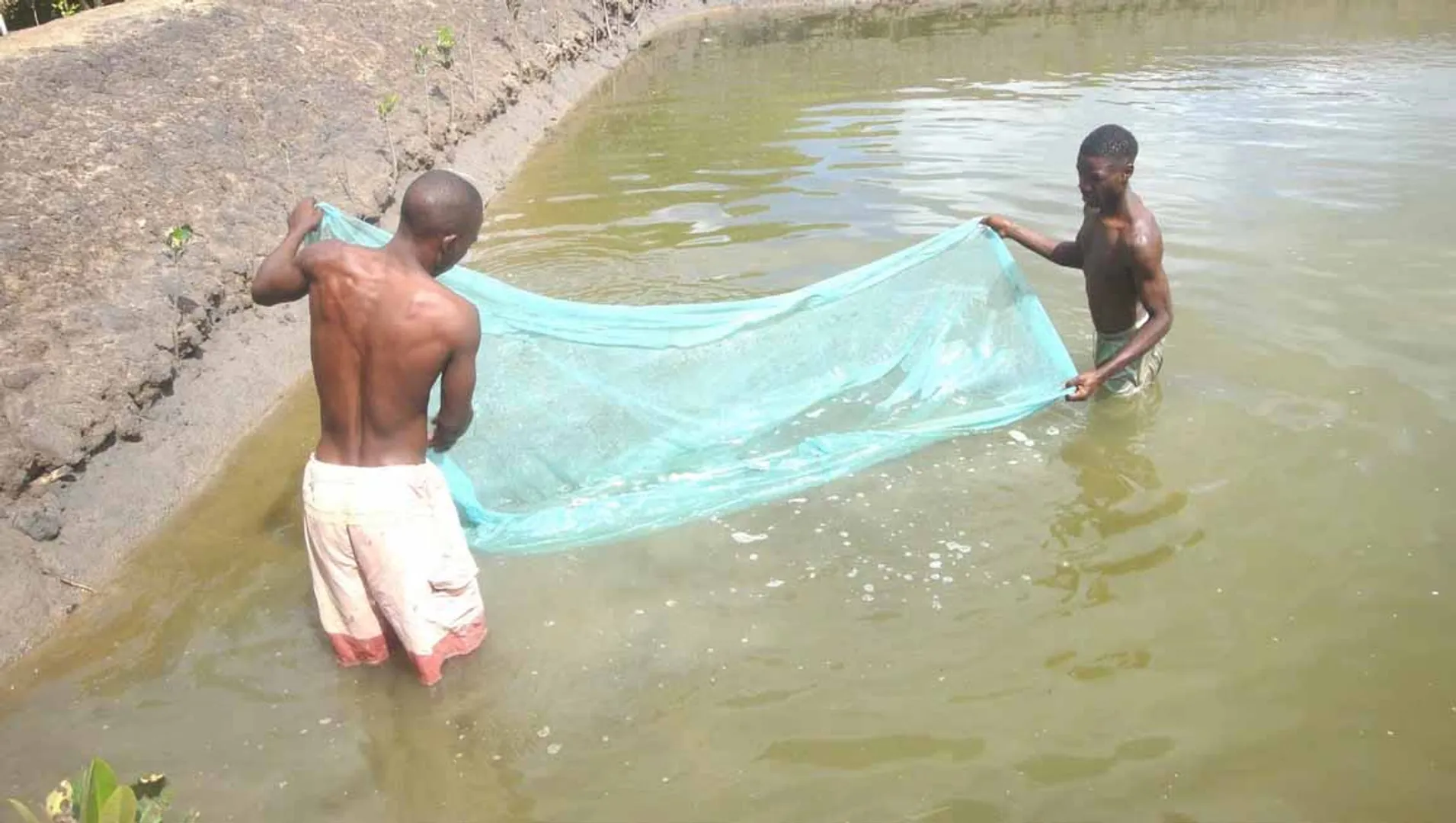 Fish farming