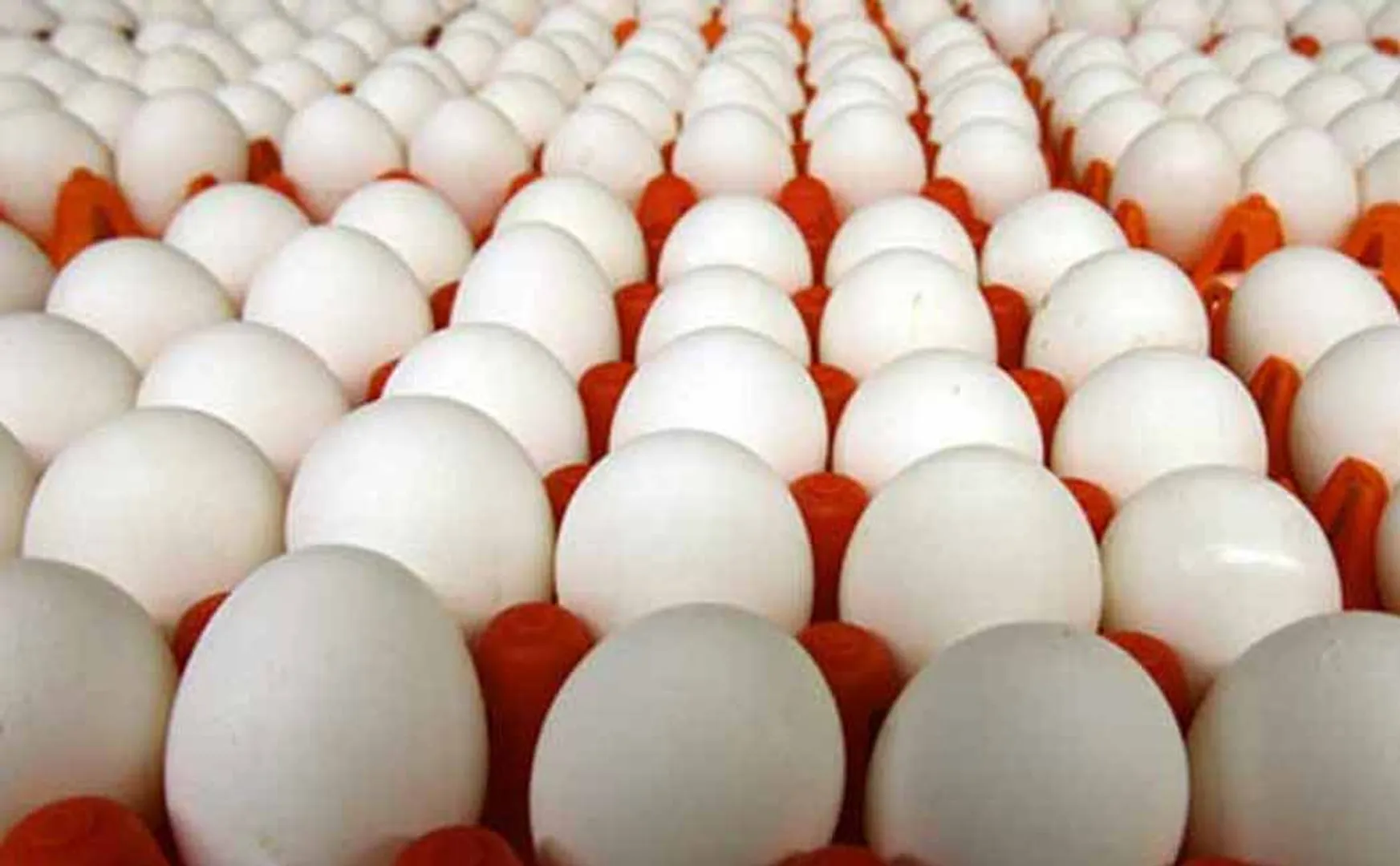 egg tender