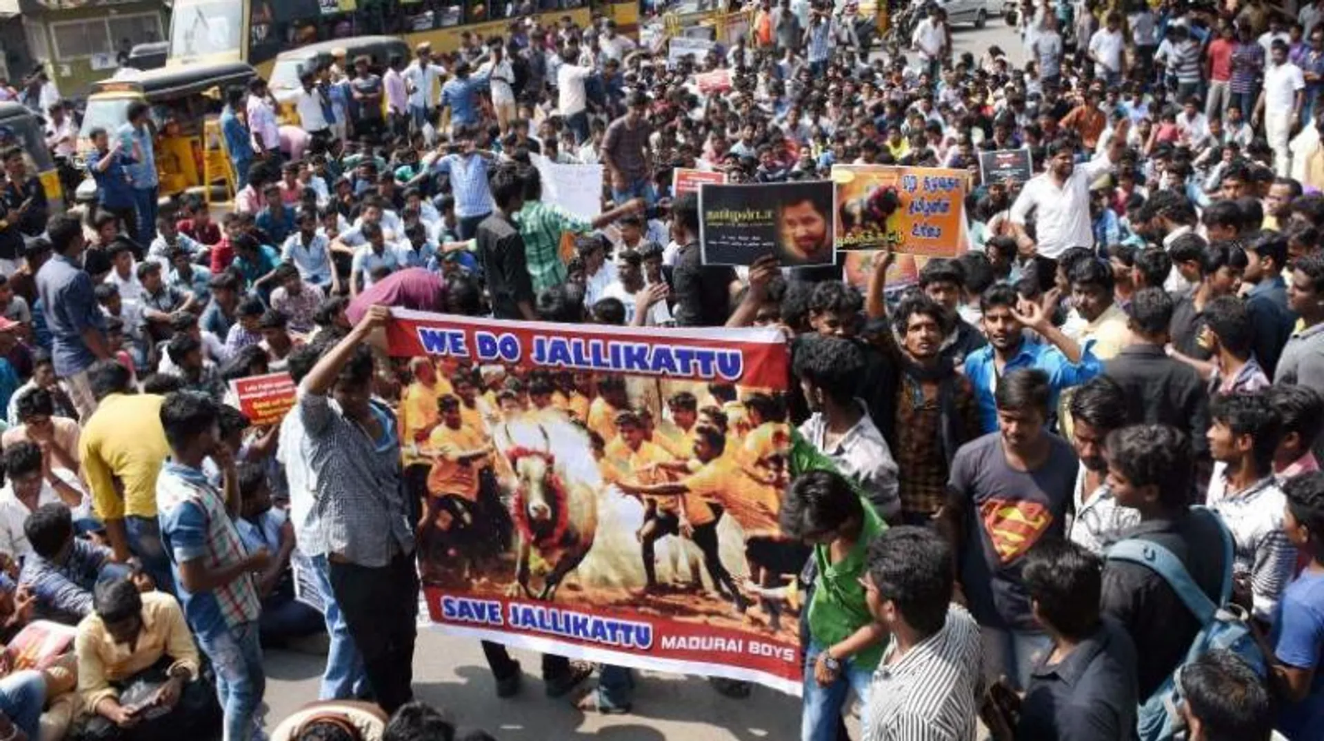 jallikattu