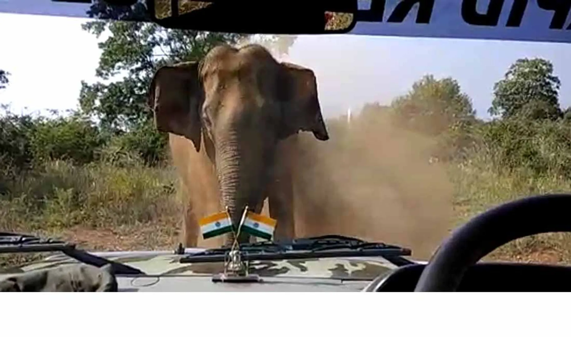 Elephant mudumalai tiger reserve