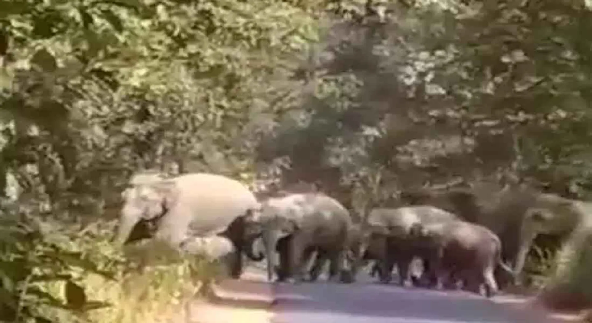 elephant 