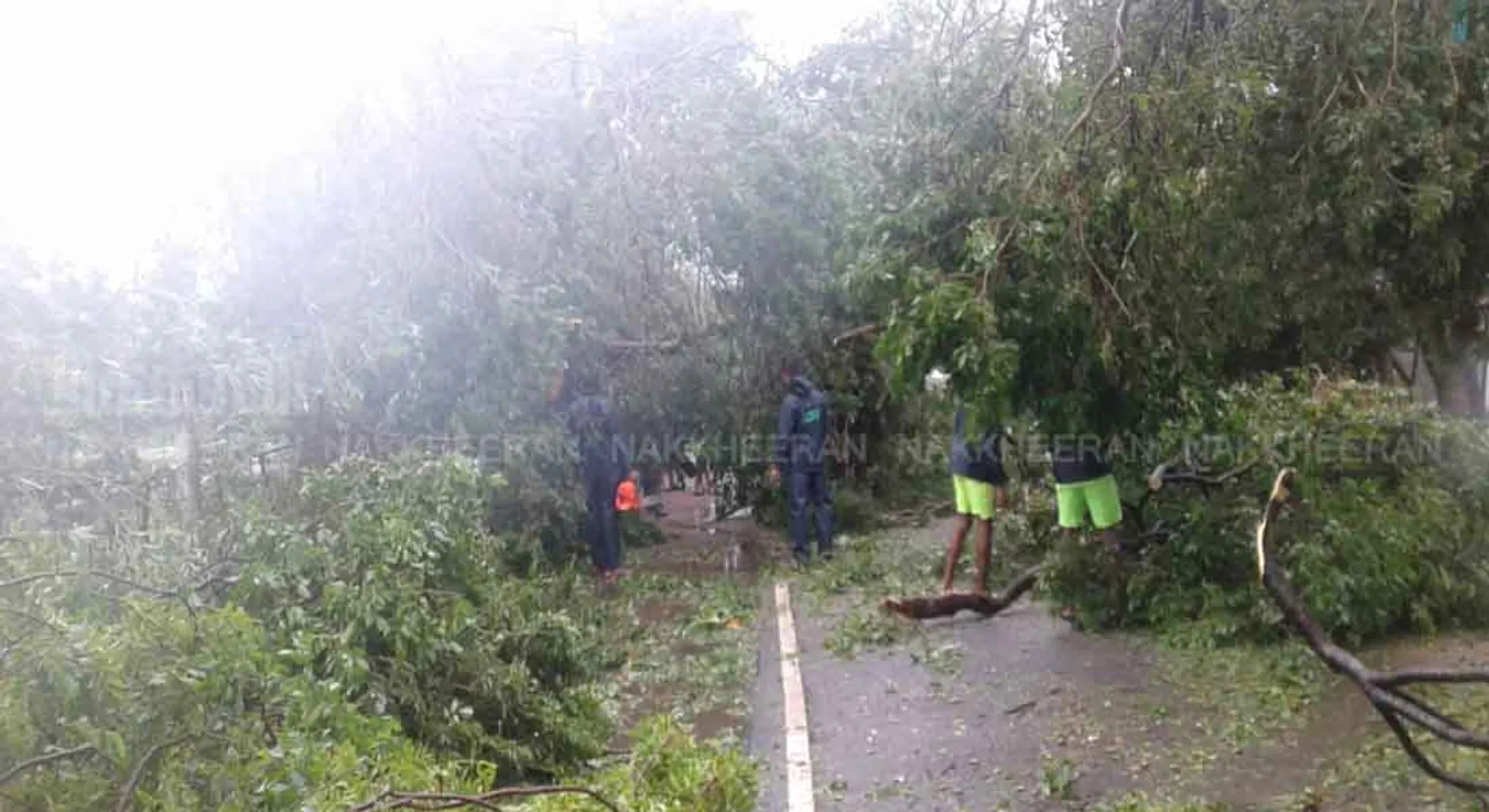 What is the government's action on the impact of the Ghaja storm? ; highcourt question!! 