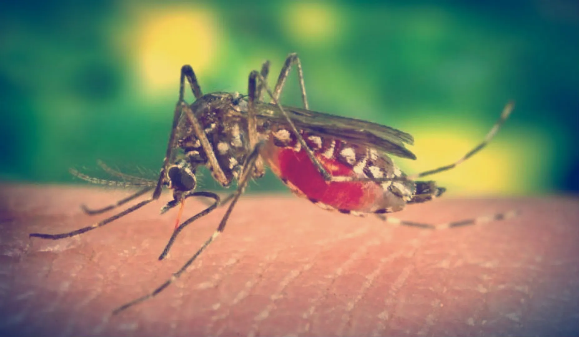mosquito