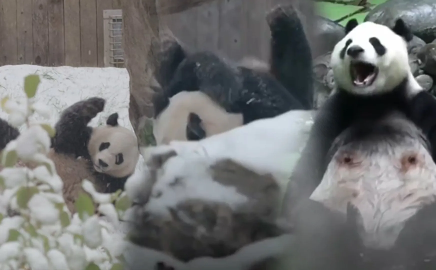 panda