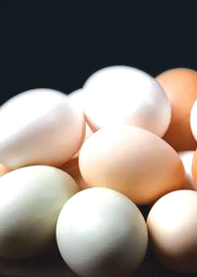 crist egg