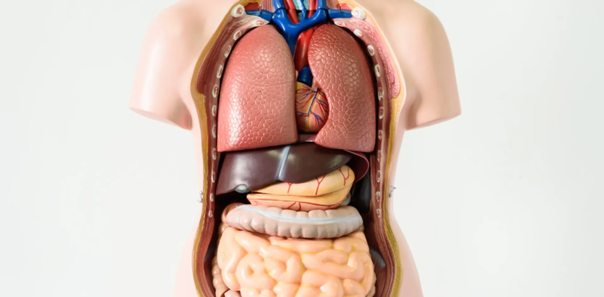 organs