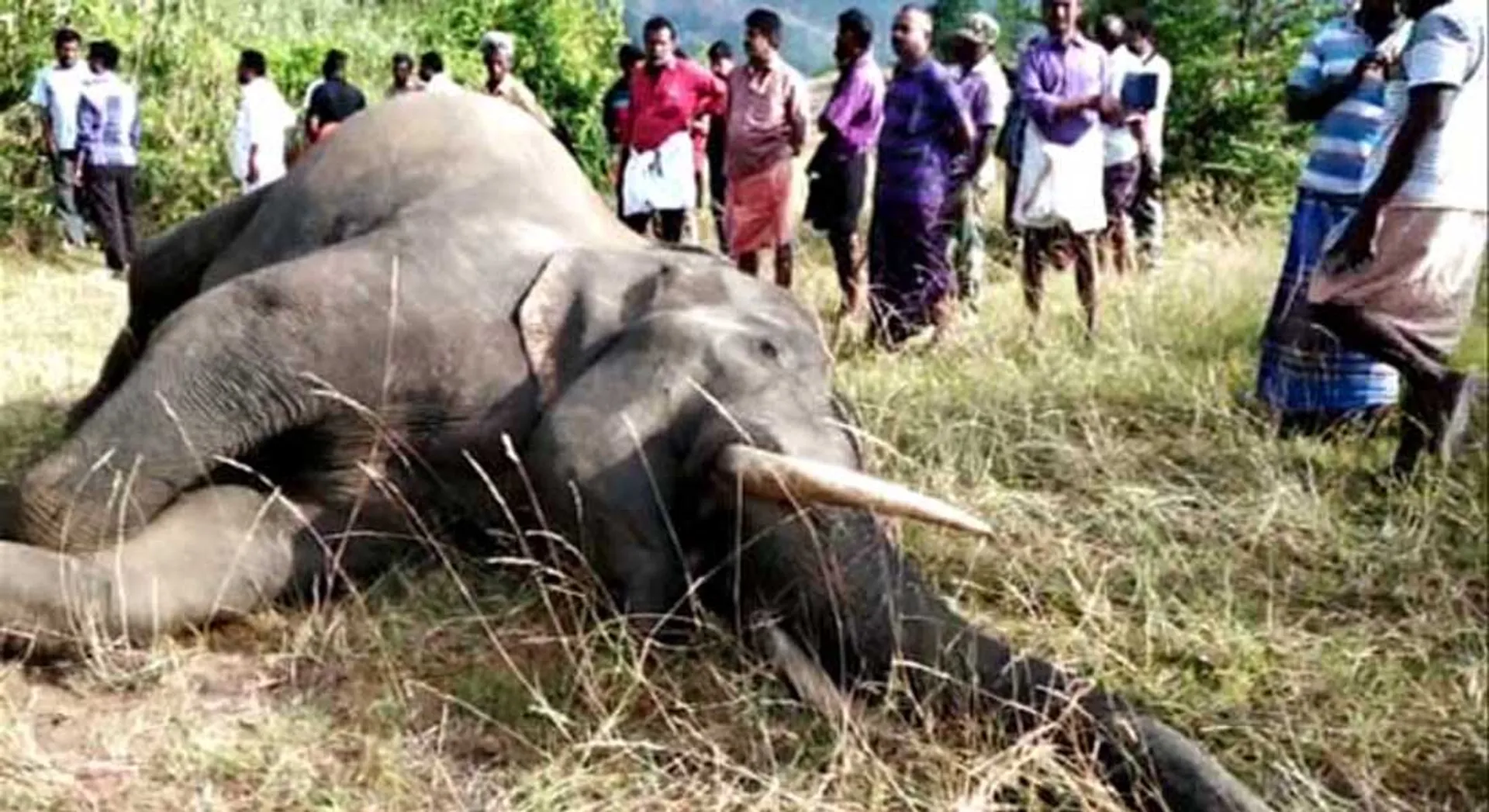 Elephant dead