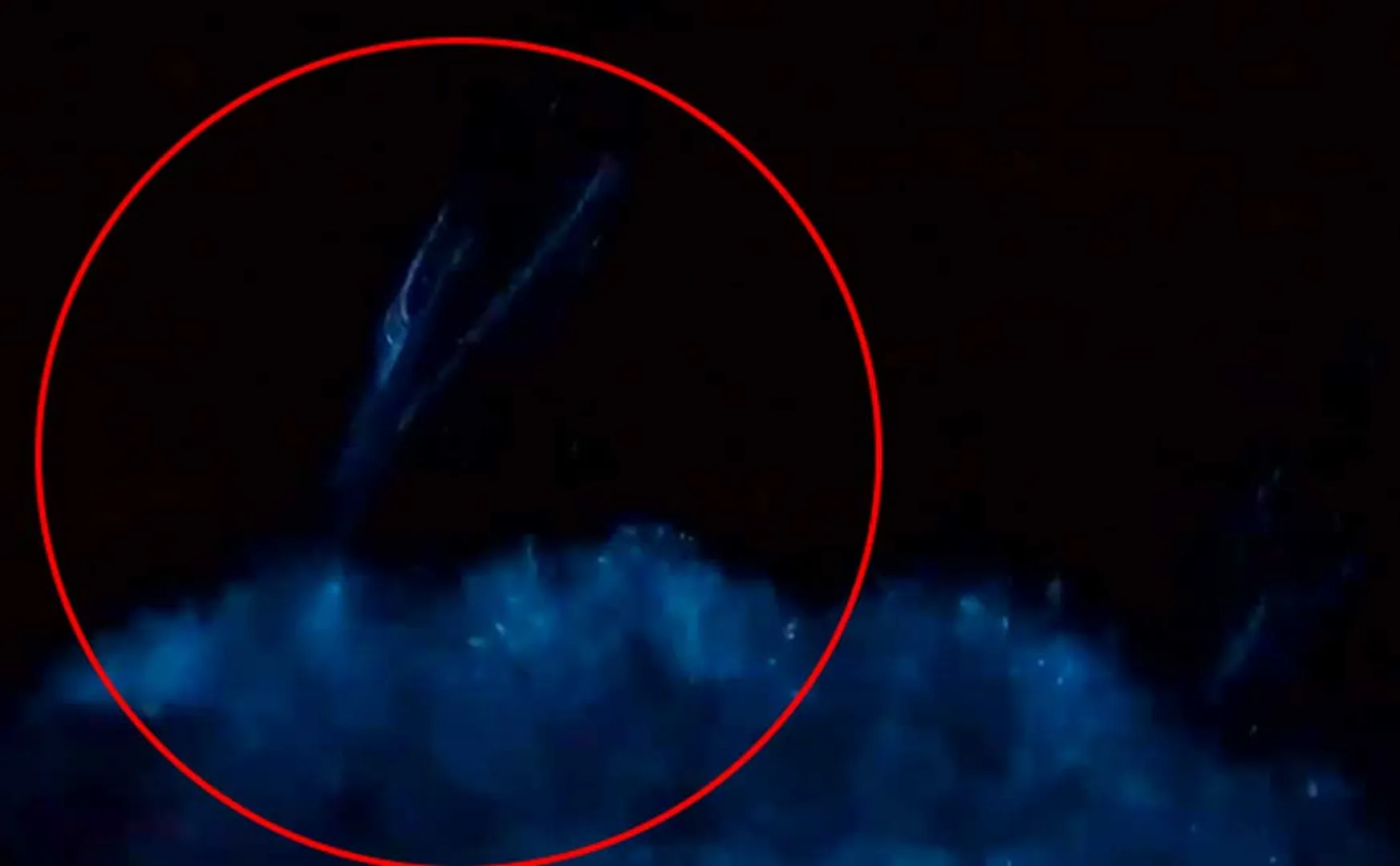 dolphin