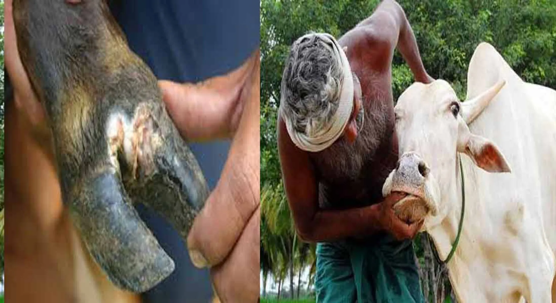  "Komari" spread in Kumari - More than 100 cows death!