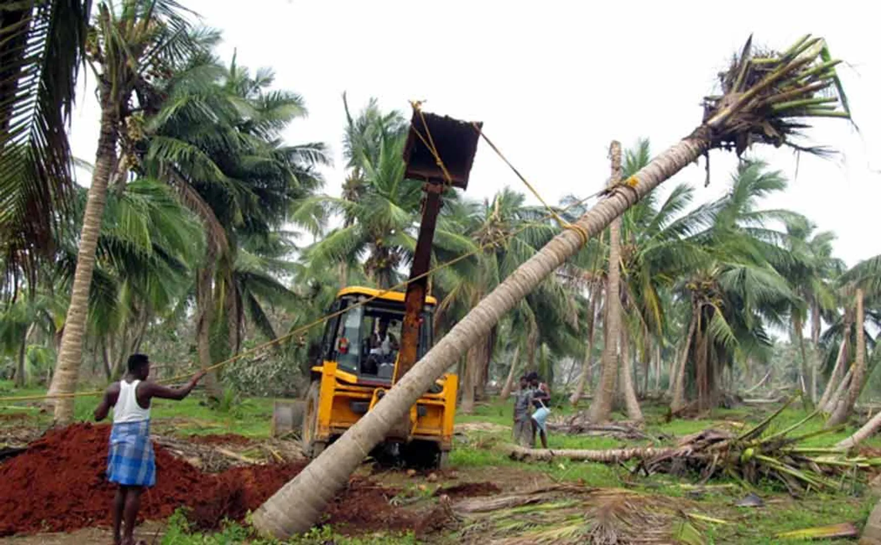 coconut tree