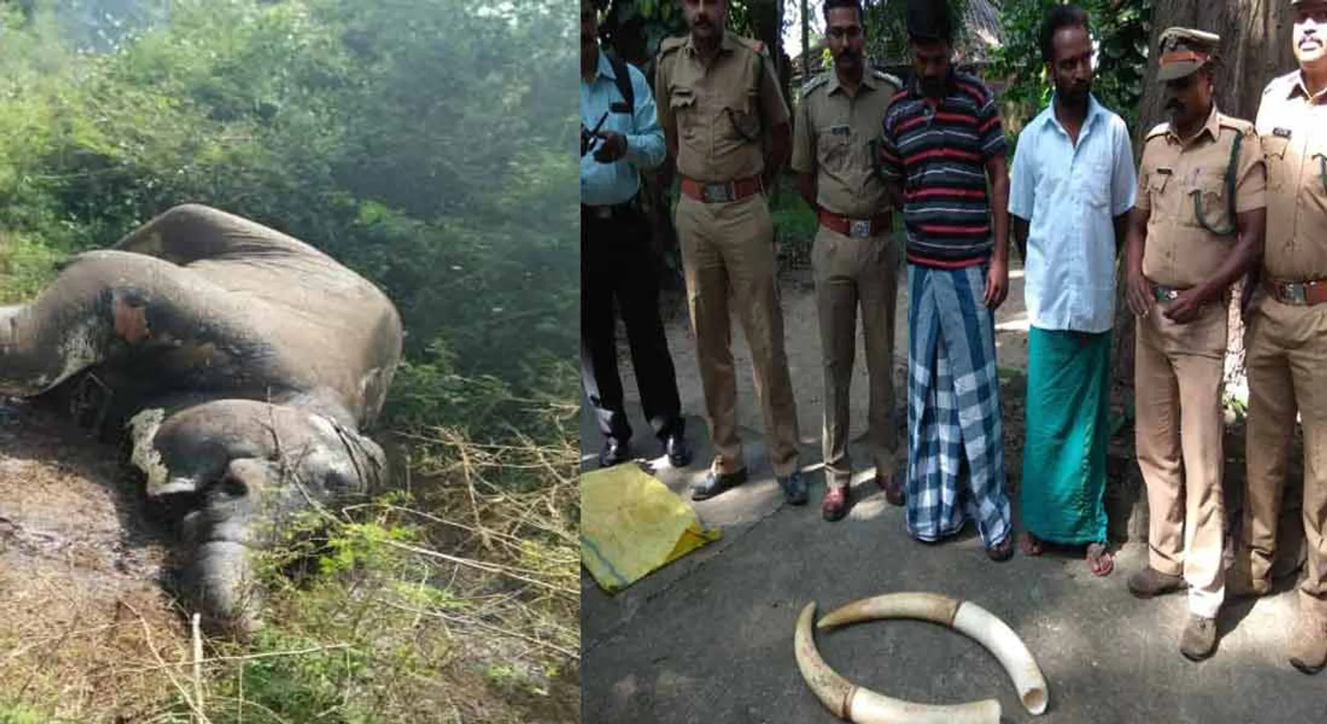 Two persons arrest for elephant Ivory smugling 