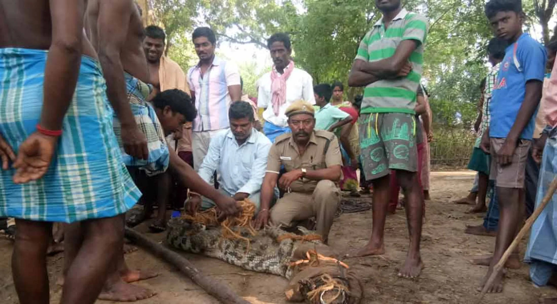  Crocodile into the village! Civil panic!!