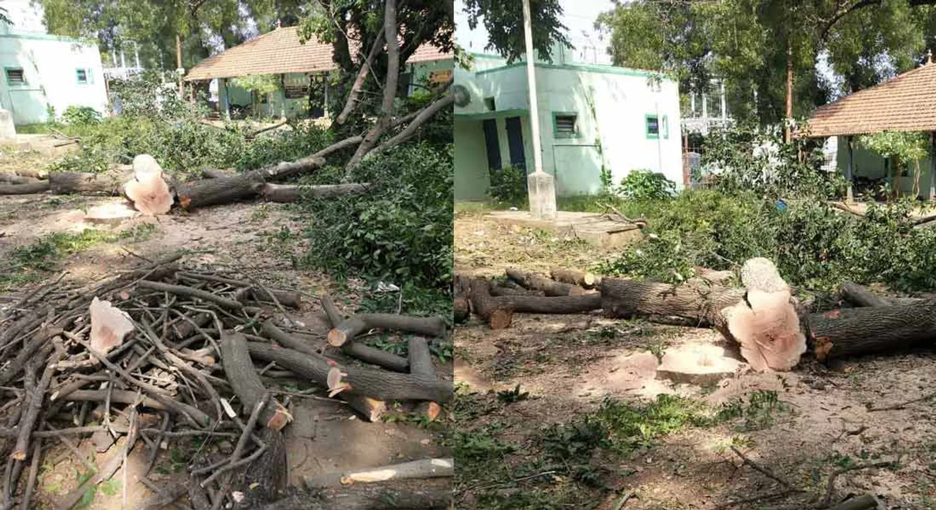  Officers lazy trees are dead - boiling green activists