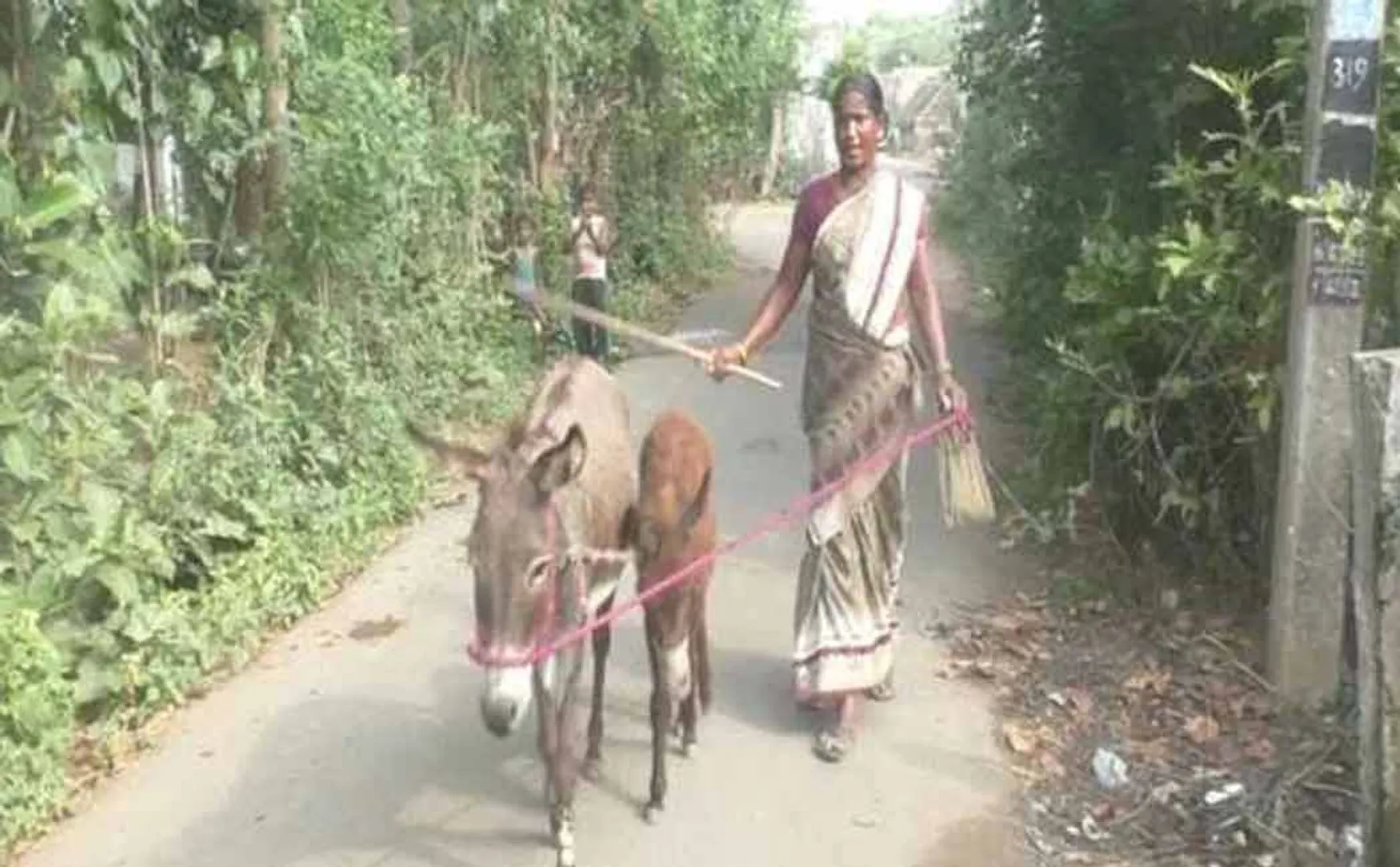 donkey milk