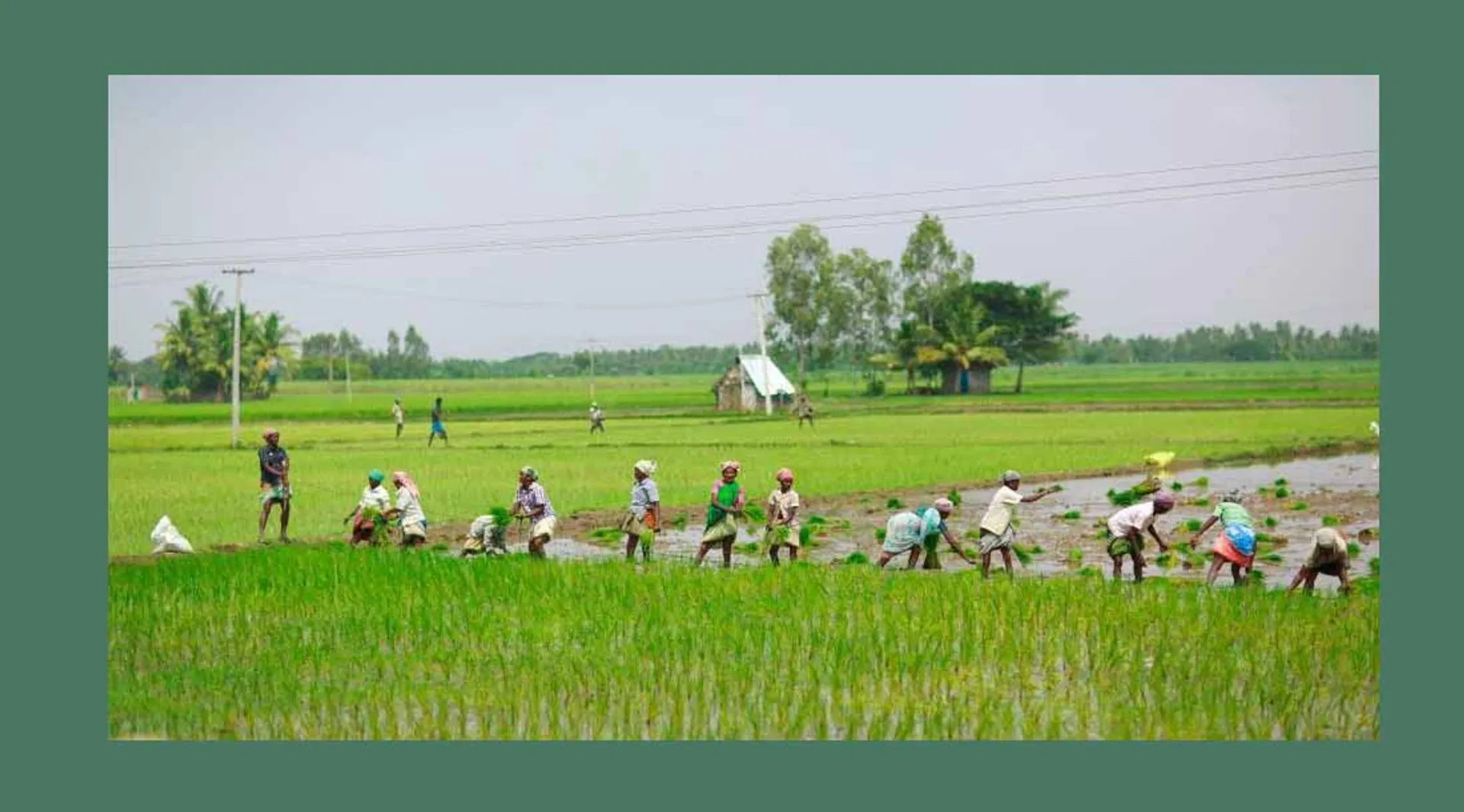 agriculture 