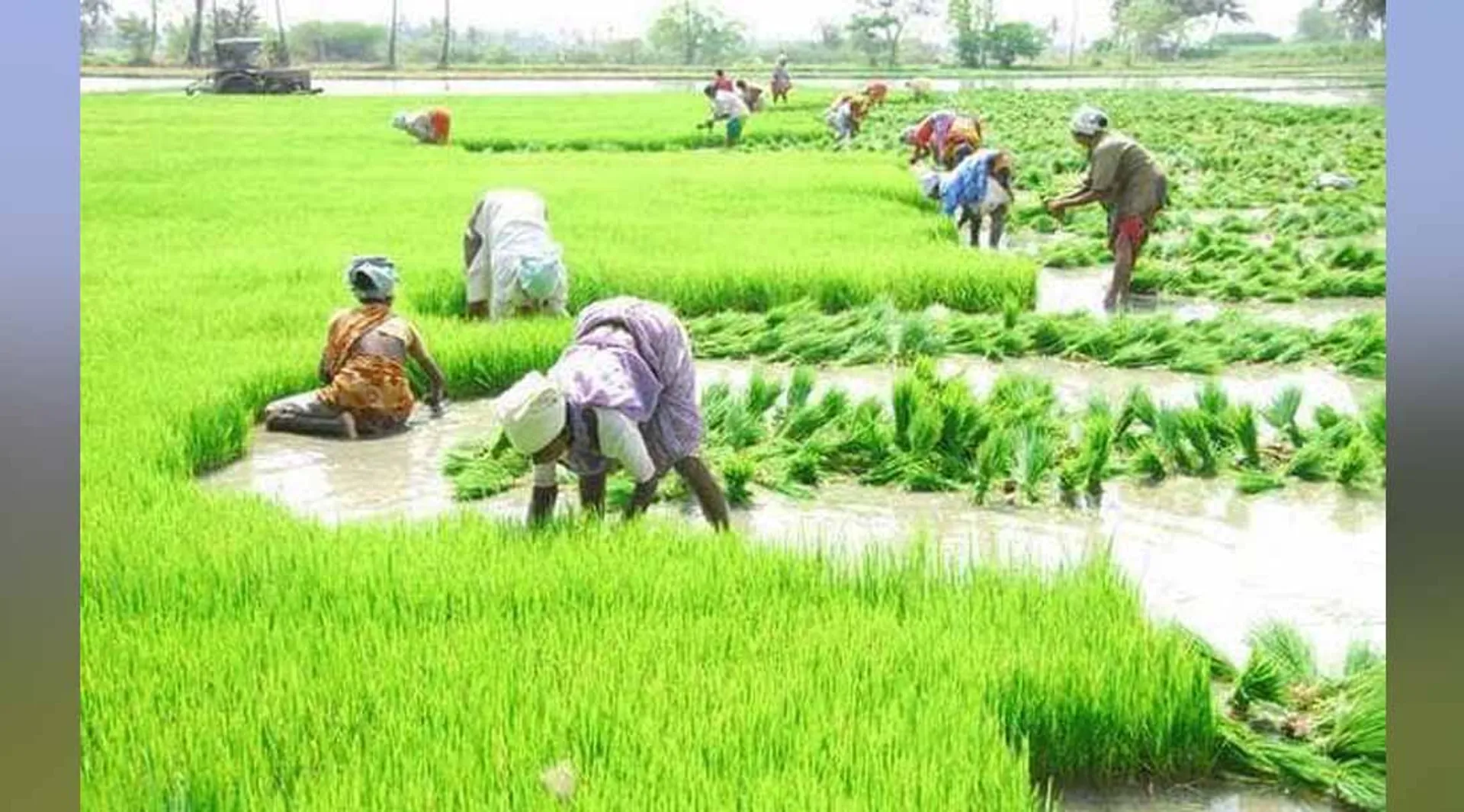 agriculture