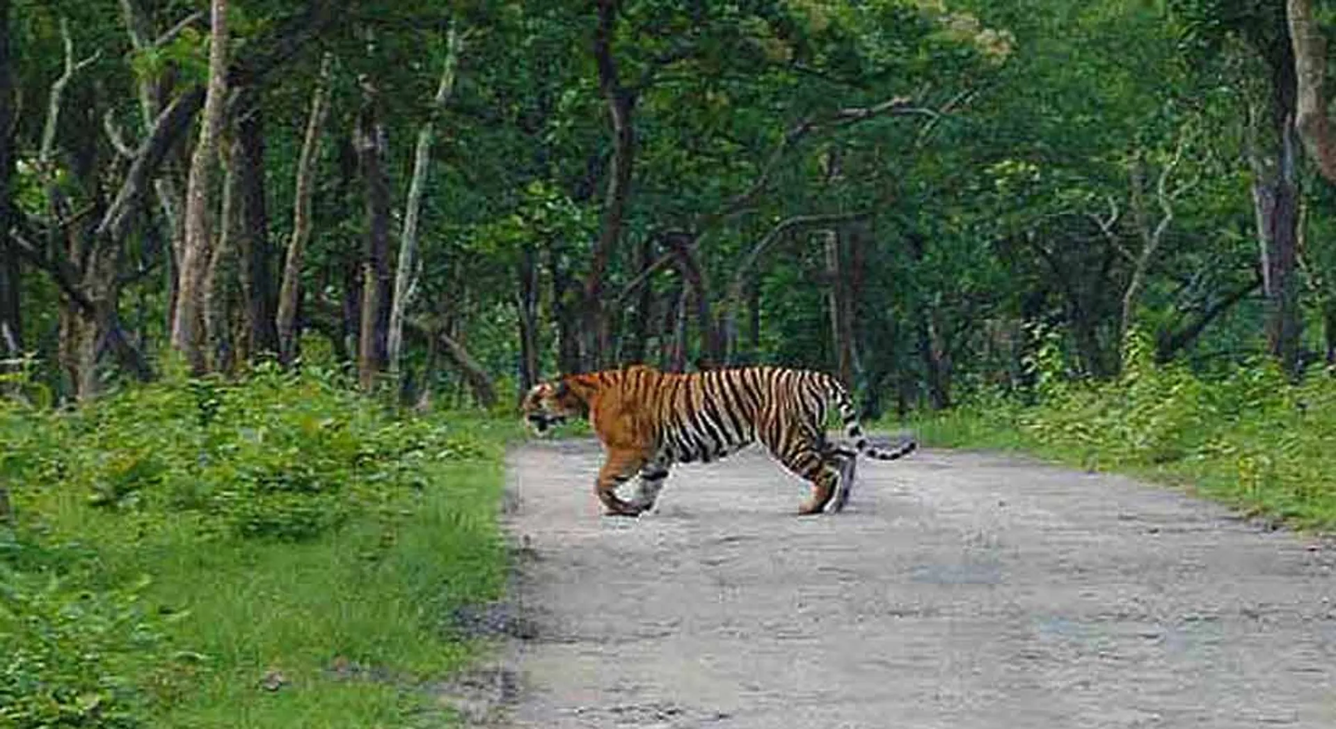 tiger 