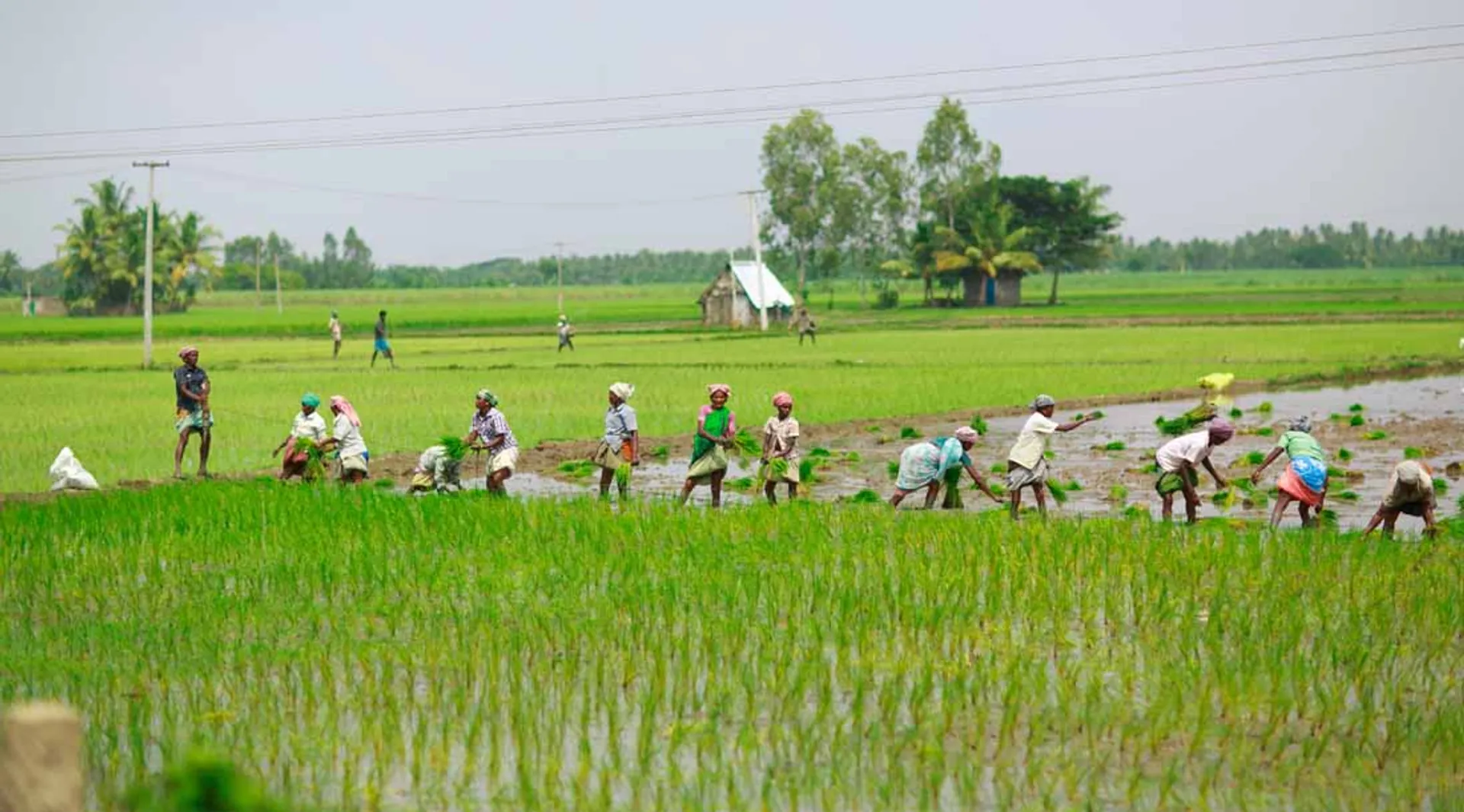 agriculture
