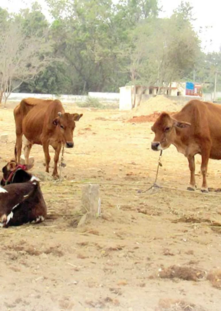 cowmarket