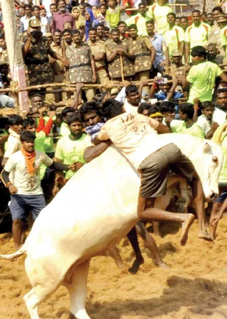 jalikattu