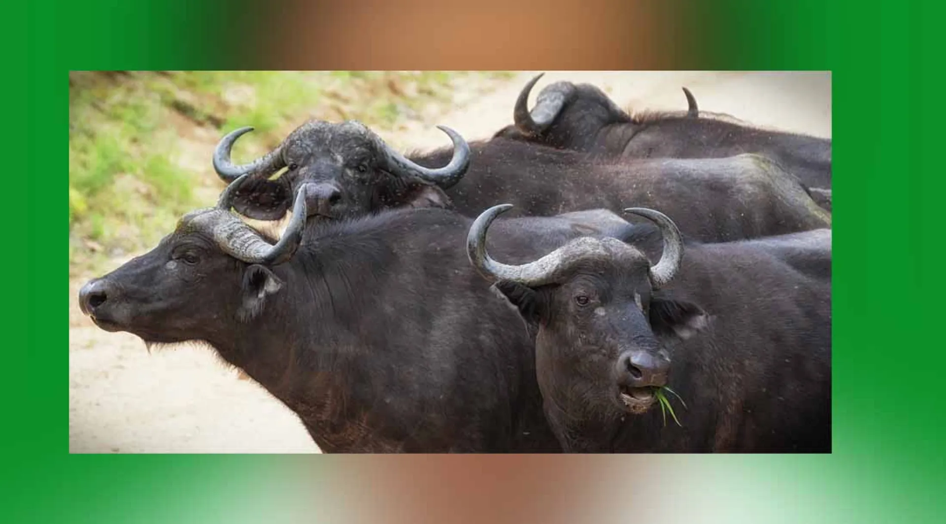Buffalo cow