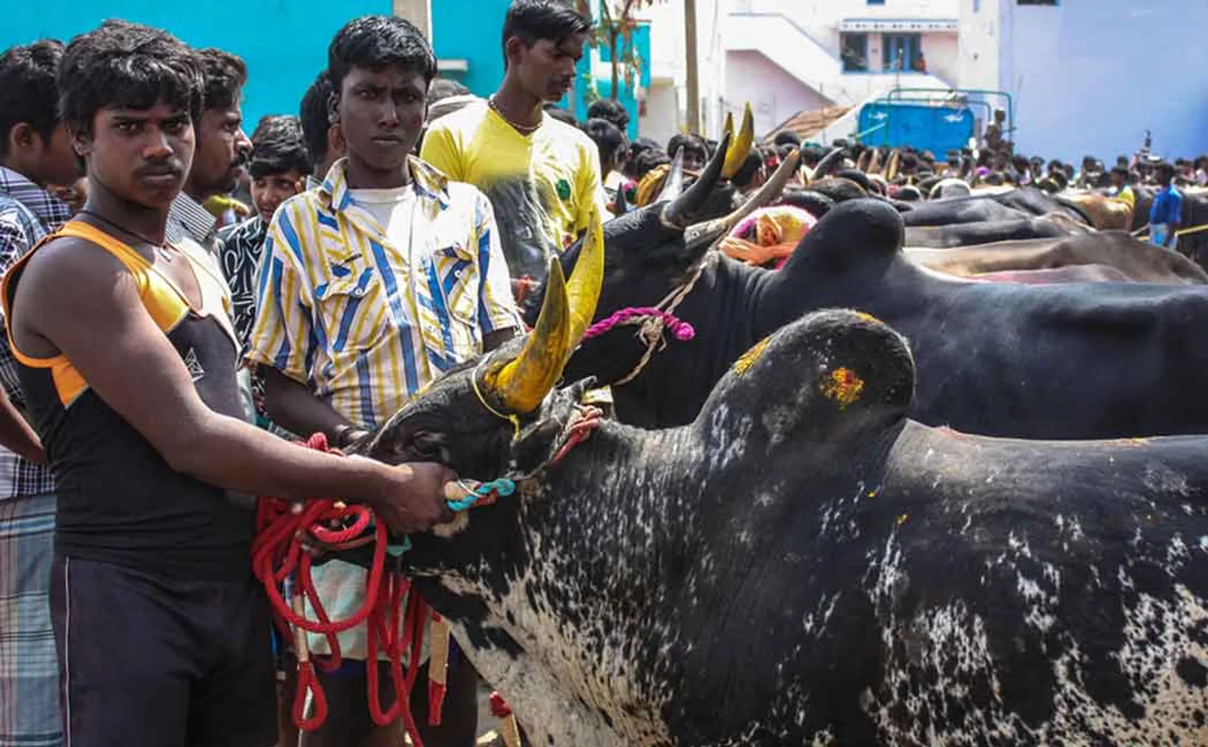 jallikattu