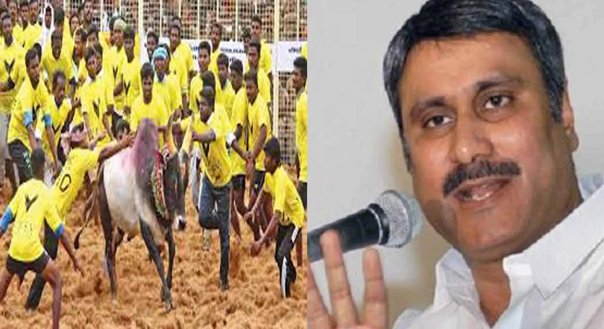  Let's gave a permission to Jallikattu in Dharmapuri-anpumani Ramadoss